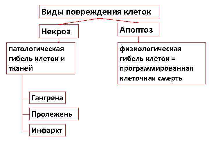 Виды повреждения клеток Некроз патологическая гибель клеток и тканей Гангрена Пролежень Инфаркт Апоптоз физиологическая