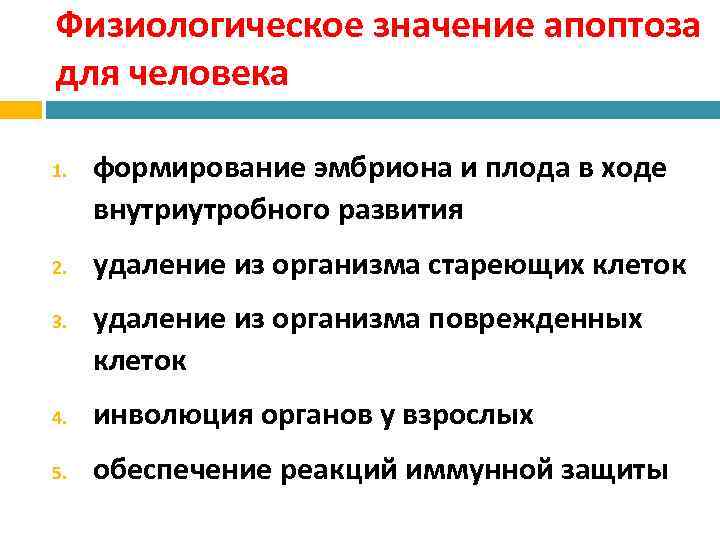 Физиологическое значение апоптоза для человека 1. 2. 3. формирование эмбриона и плода в ходе