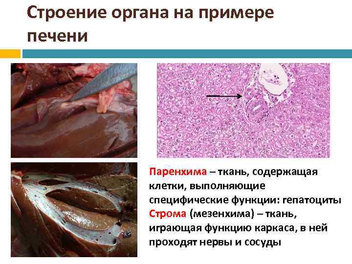 Что воспримут изображенные на рисунке рецепторные клетки кортиева органа звук свет вкус запах