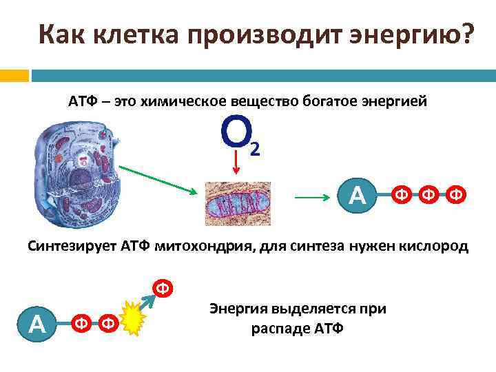 Как клетка производит энергию? АТФ – это химическое вещество богатое энергией А Ф Ф