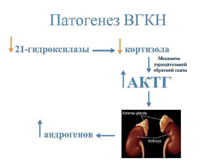 Дисфункция надпочечников у ребенка врожденная. Адреногенитальный синдром недостаточности 21 гидроксилазы. ВДКН дефицит 21 гидроксилазы. Врожденная гиперплазия надпочечников патогенез.