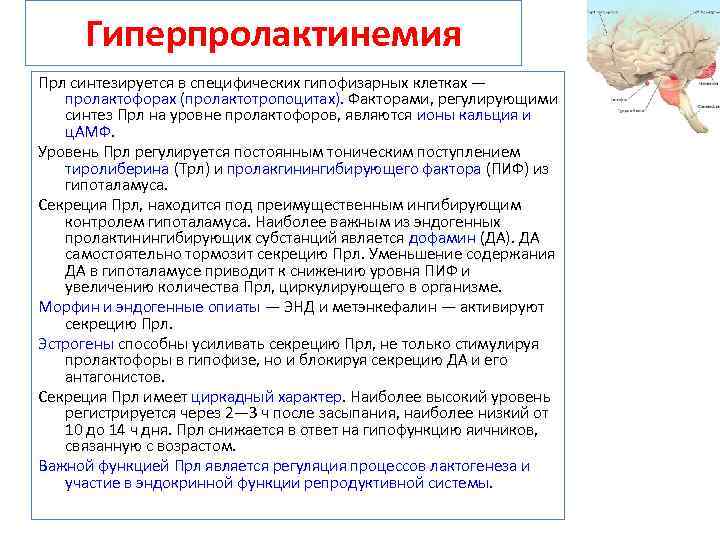 Гиперпролактинемия Прл синтезируется в специфических гипофизарных клетках — пролактофорах (пролактотропоцитах). Факторами, регулирующими синтез Прл