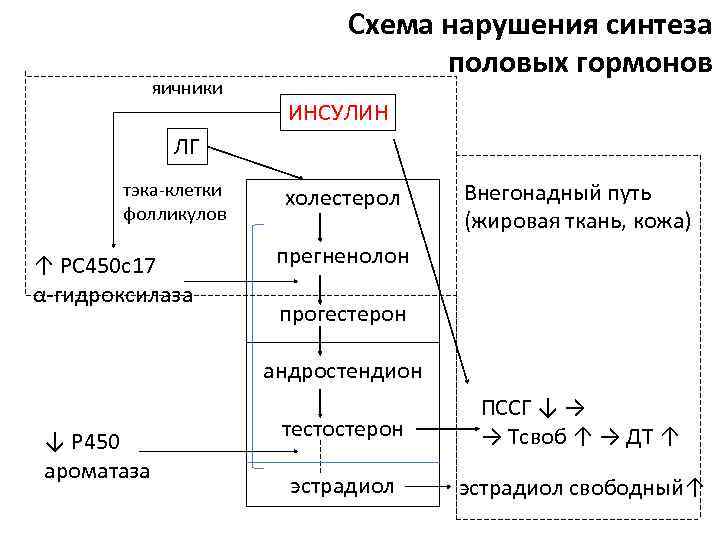 Схема синтеза половых гормонов