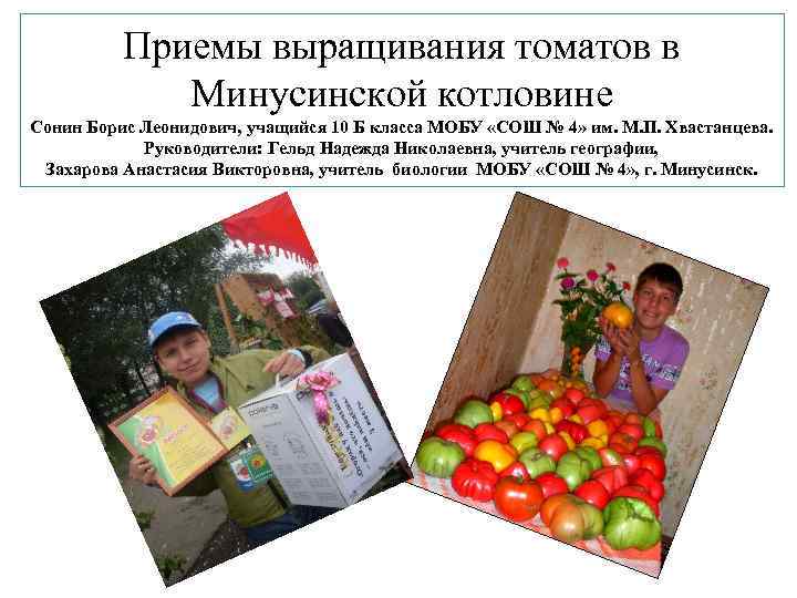 Приемы выращивания томатов в Минусинской котловине Сонин Борис Леонидович, учащийся 10 Б класса МОБУ