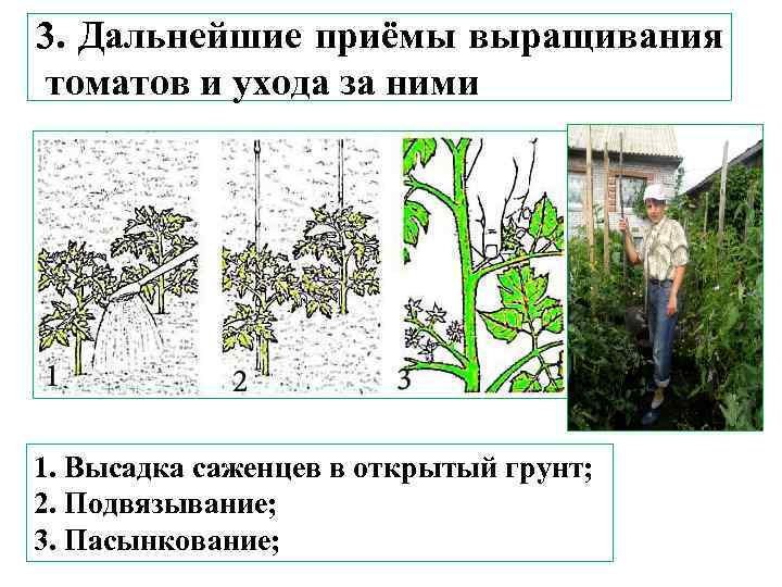 3. Дальнейшие приёмы выращивания томатов и ухода за ними 1. Высадка саженцев в открытый
