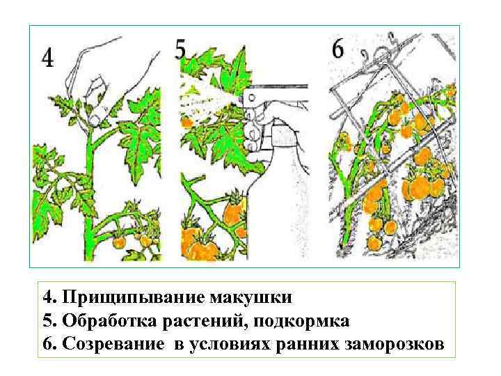 4. Прищипывание макушки 5. Обработка растений, подкормка 6. Созревание в условиях ранних заморозков 