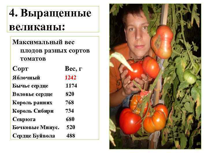 4. Выращенные великаны: Максимальный вес плодов разных сортов томатов Сорт Вес, г Яблочный 1242