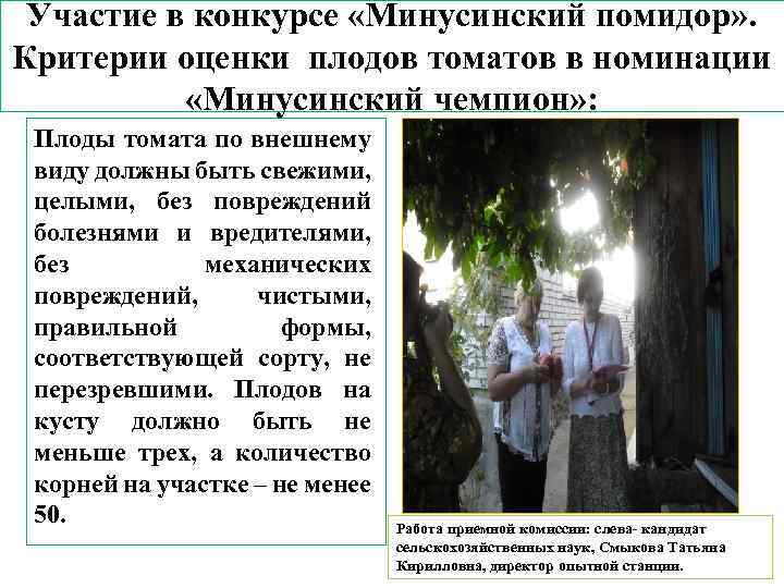 Участие в конкурсе «Минусинский помидор» . Критерии оценки плодов томатов в номинации «Минусинский чемпион»