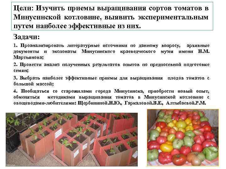 Цели: Изучить приемы выращивания сортов томатов в Минусинской котловине, выявить экспериментальным путем наиболее эффективные