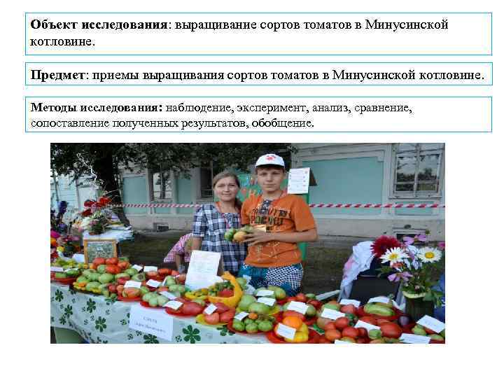 Объект исследования: выращивание сортов томатов в Минусинской котловине. Предмет: приемы выращивания сортов томатов в