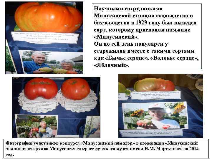 Научными сотрудниками Минусинской станции садоводства и бахчеводства в 1929 году был выведен сорт, которому