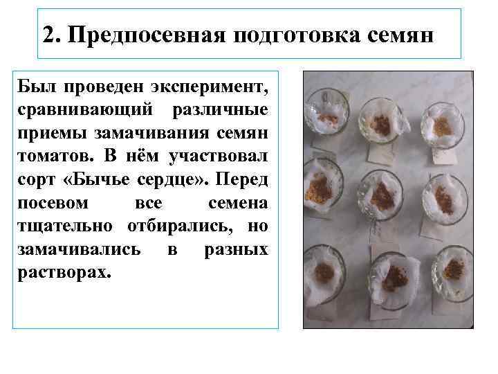 2. Предпосевная подготовка семян Был проведен эксперимент, сравнивающий различные приемы замачивания семян томатов. В