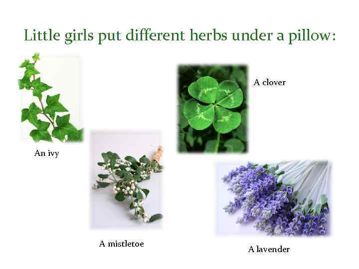 Little girls put different herbs under a pillow: A clover An ivy A mistletoe