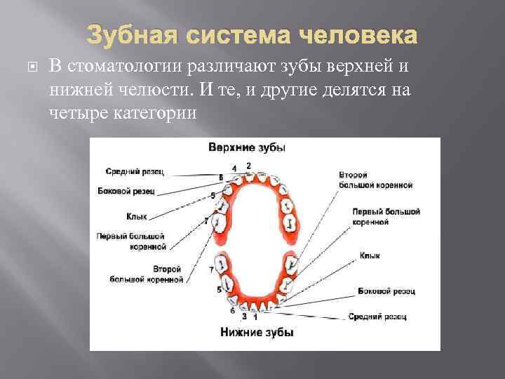 В какую систему входит зуб. Зубная система человека. Строение зубной системы человека. Строение челюсти и зубов человека. Зубная система человека схема.