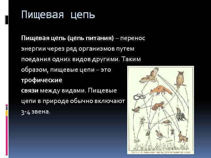 Цель цепь. Вывод по пищевой цепи. Вывод по цепям питания. Пищевая цепочка с выводом. Вывод по пищевым цепочкам.