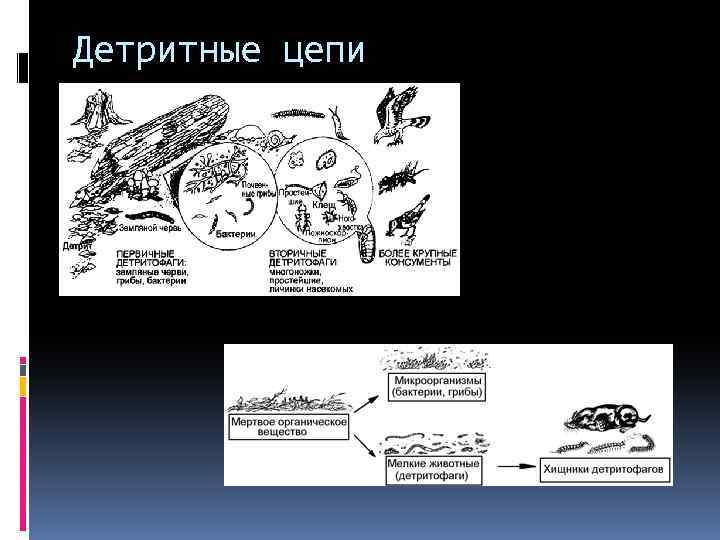 Детритная цепь схема