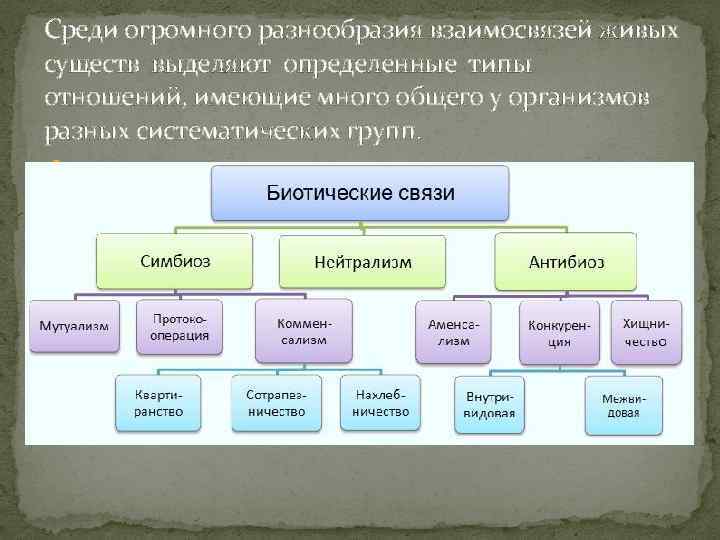 Определите и опишите типы взаимоотношений между организмами представленными на рисунках