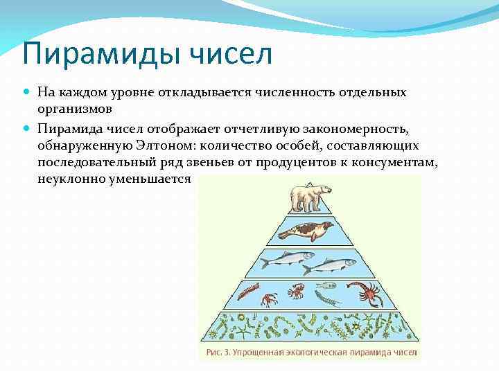Пирамиды чисел На каждом уровне откладывается численность отдельных организмов Пирамида чисел отображает отчетливую закономерность,