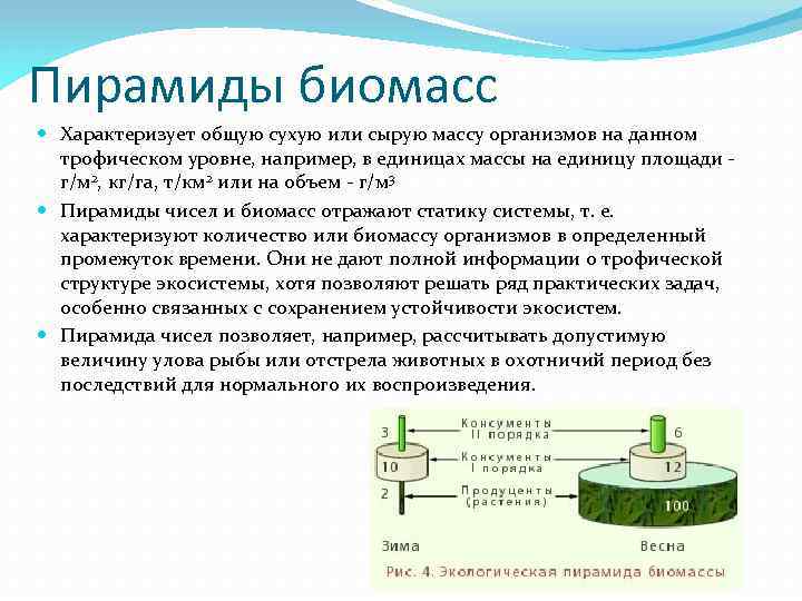 Пирамида биомассы. Виды экологических пирамид. Экологическая пирамида. Экологическая пирамида 11 класс.