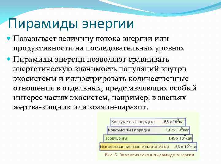 Пирамиды энергии Показывает величину потока энергии или продуктивности на последовательных уровнях Пирамиды энергии позволяют