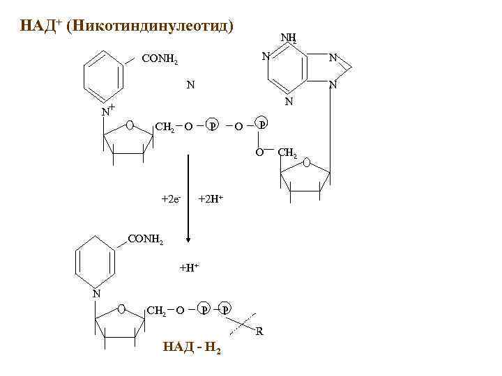 НАД+ (Никотиндинулеотид) NH 2 N CONH 2 N N N+ P CH 2 O