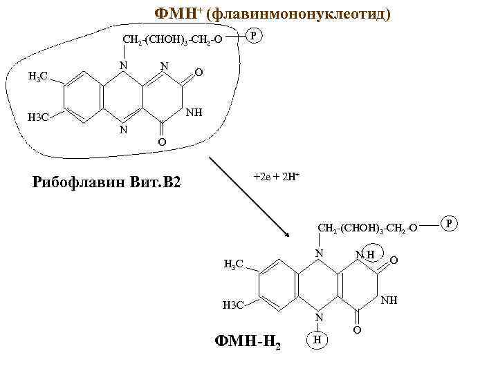 ФМН+ (флавинмононуклеотид) P CH 2 -(CHOH)3 -CH 2 -O H 3 C N N