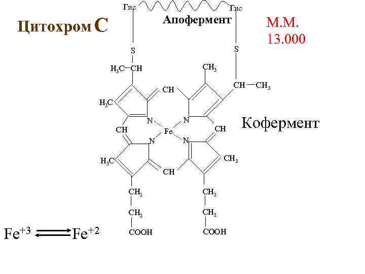 Гис Апофермент Цитохром С М. М. 13. 000 S S CH 3 H 3