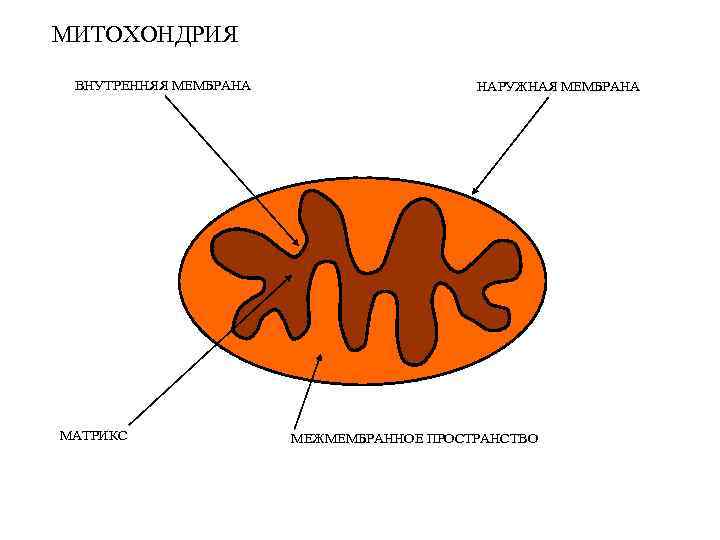 МИТОХОНДРИЯ ВНУТРЕННЯЯ МЕМБРАНА МАТРИКС НАРУЖНАЯ МЕМБРАНА МЕЖМЕМБРАННОЕ ПРОСТРАНСТВО 