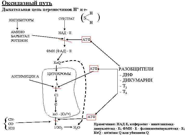 Оксидазный путь Дыхательная цепь переносчиков Н+ и е. СУБСТРАТ ИНГИБИТОРЫ АМИНО БАРБИТАЛ РОТЕНОН (S