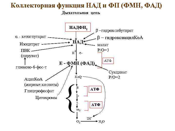 Коллекторная функция НАД и ФП (ФМН, ФАД) Дыхательная цепь НАДФН 2 b -гидроксибутират a