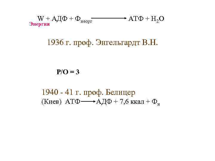 W + АДФ + Фнеорг Энергия АТФ + Н 2 О 1936 г. проф.