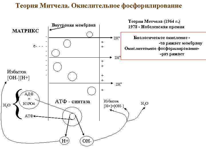 Теория Митчела. Окислительное фосфорилирование Теория Метчела (1964 г. ) 1978 - Нобелевская премия Внутреняя