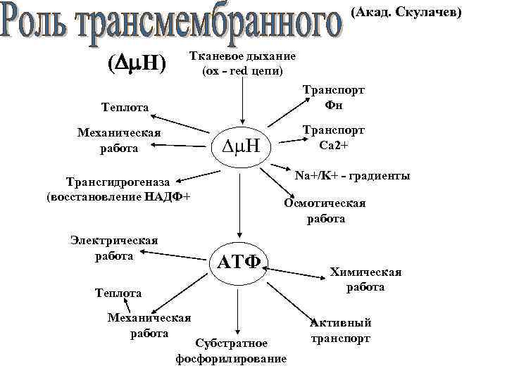 (Акад. Скулачев) (Dm. H) Тканевое дыхание (ox - red цепи) Транспорт Фн Теплота Механическая