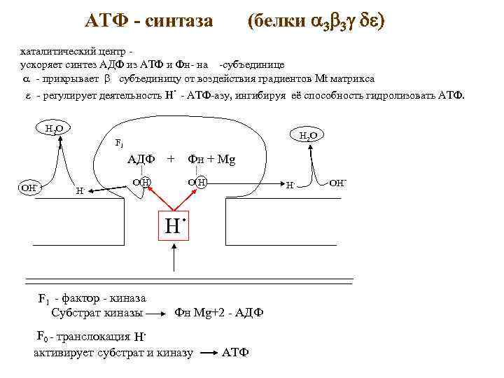 (белки a 3 b 3 g de) АТФ - синтаза каталитический центр ускоряет синтез