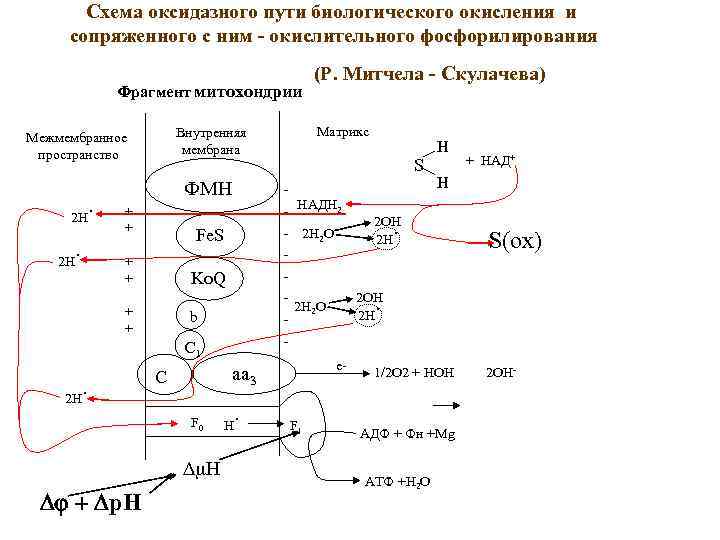 Схема оксидазного пути биологического окисления и сопряженного с ним - окислительного фосфорилирования Фрагмент митохондрии