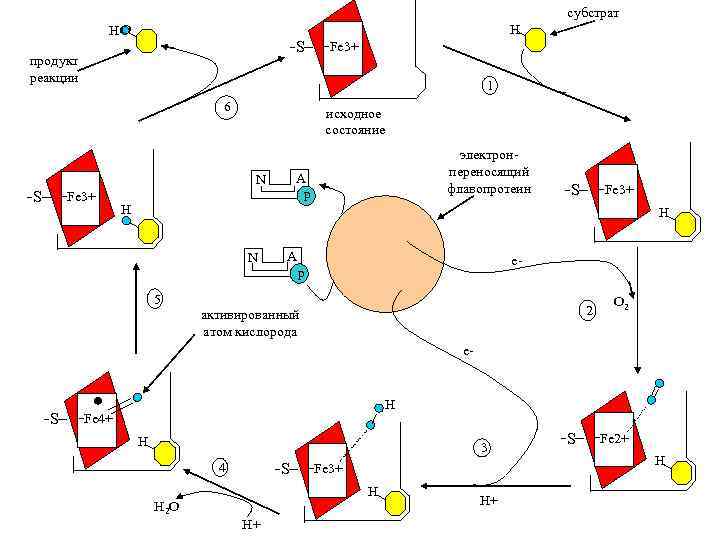 субстрат H HO S продукт реакции 1 6 исходное состояние Fe 3+ электронпереносящий флавопротеин