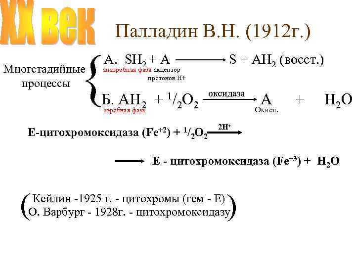 Палладин В. Н. (1912 г. ) { Многстадийные процессы А. SH 2 + A