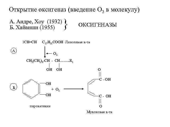 Открытие оксигеназ (введение О 2 в молекулу) А. Андре, Хоу (1932) Б. Хайанши (1955)