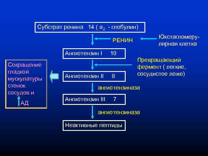 Субстрат ренина 14 ( а 2 - глобулин) Юкстагломерулярная клетка РЕНИН Ангиотензин I Сокращение