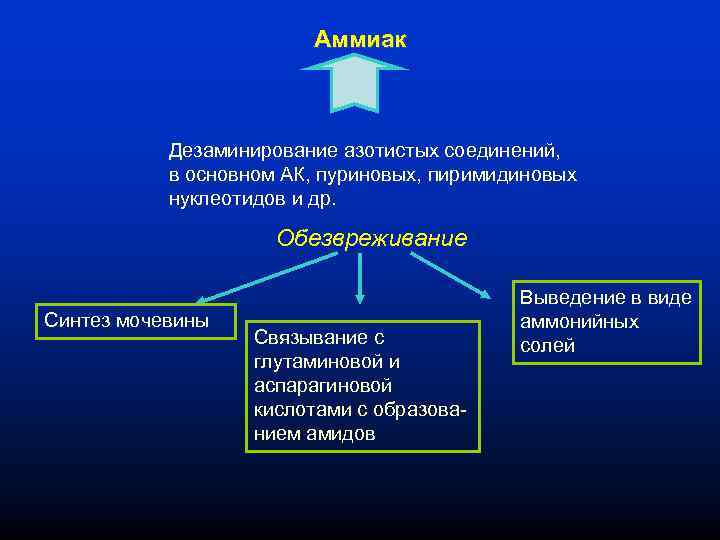 Аммиак Дезаминирование азотистых соединений, в основном АК, пуриновых, пиримидиновых нуклеотидов и др. Обезвреживание Синтез