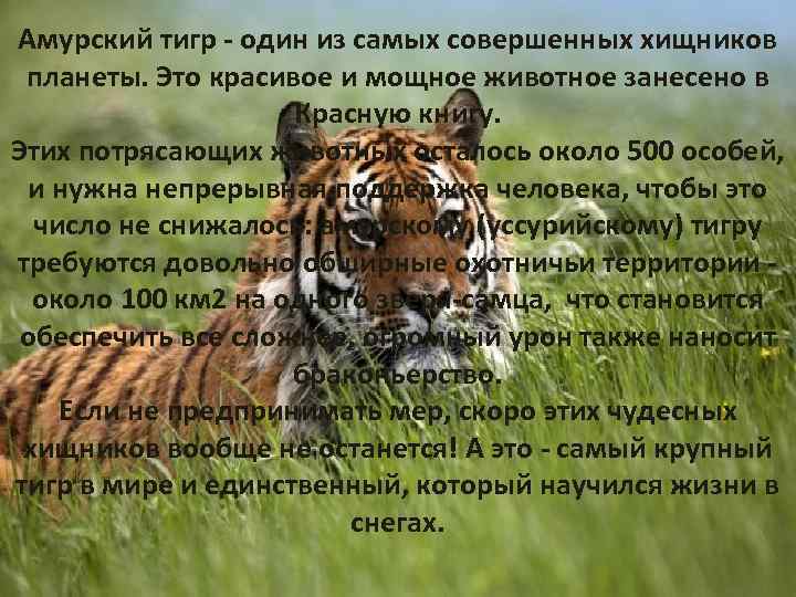 Амурский тигр - один из самых совершенных хищников планеты. Это красивое и мощное животное