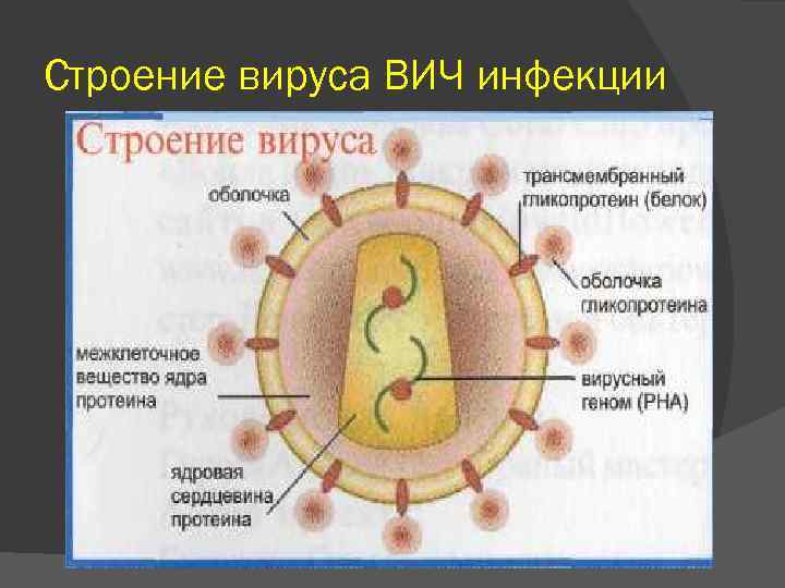Вич биология. Строение вириона ВИЧ. ВИЧ структура вириона. Вирус вича строение. Строение вируса ВИЧ инфекции.