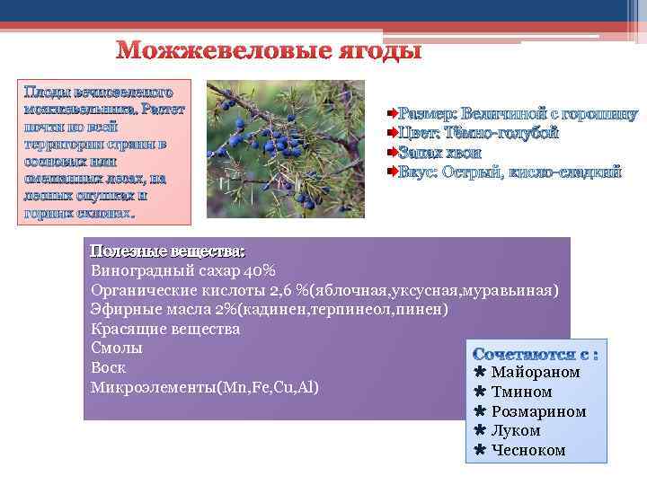 Можжевеловые ягоды Плоды вечнозеленого можжевельника. Растет почти по всей территории страны в сосновых или