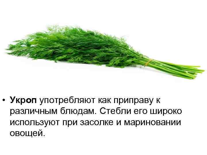  • Укроп употребляют как приправу к различным блюдам. Стебли его широко используют при