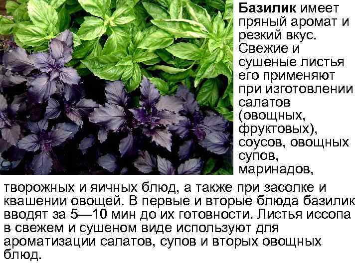  • Базилик имеет пряный аромат и резкий вкус. Свежие и сушеные листья его