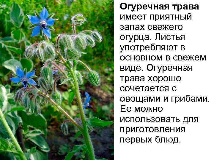 Трава с запахом огурца фото описание