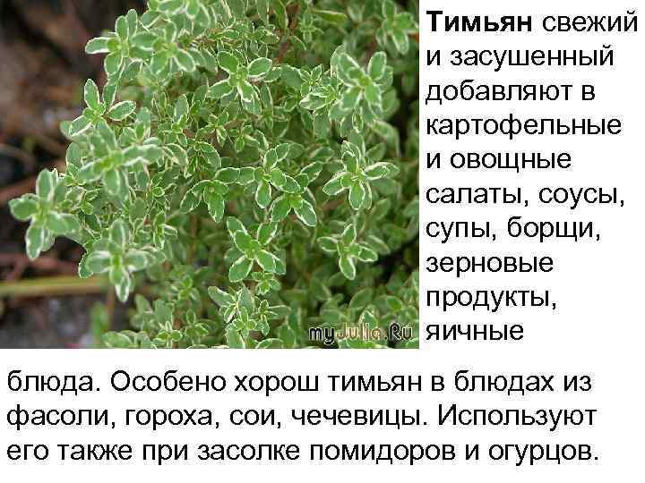 Тимьян свежий и засушенный добавляют в картофельные и овощные салаты, соусы, супы, борщи, зерновые