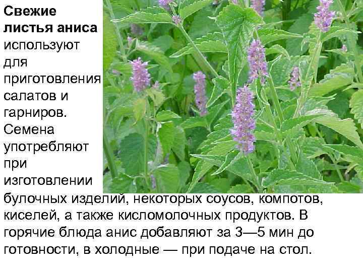 Свежие листья аниса используют для приготовления салатов и гарниров. Семена употребляют при изготовлении булочных