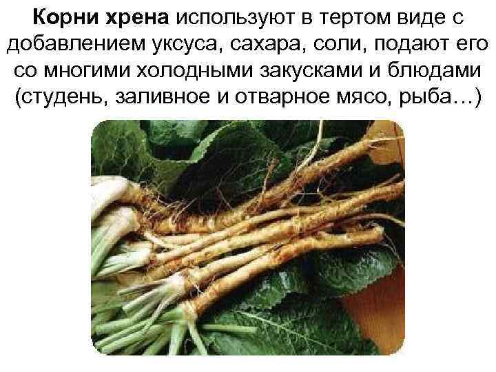 Корни хрена используют в тертом виде с добавлением уксуса, сахара, соли, подают его со