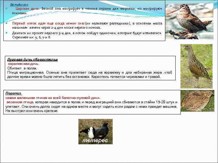 Вальдшнеп Царская дичь. Весной она мигрирует в теплые страны для жировки, но мигрируют волнами.